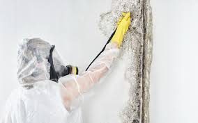 Best Water Damage & Mold Remediation  in Miamisburg, OH